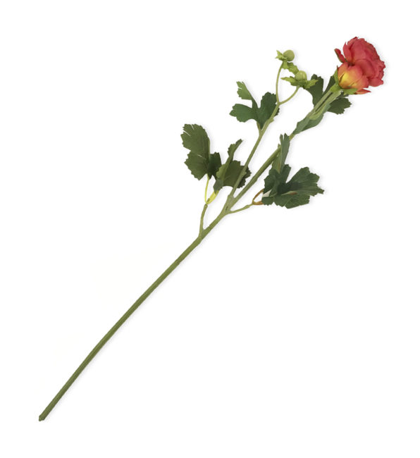 RANÚNCULO GRACE NARANJA